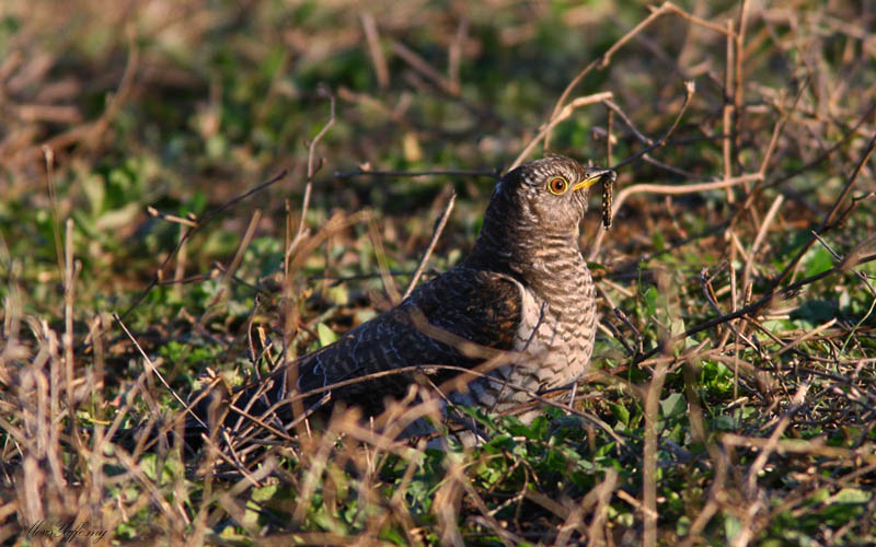 Common Cuckoo