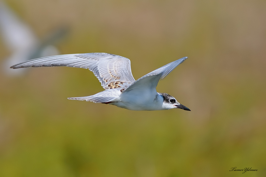 Whiskered Tern