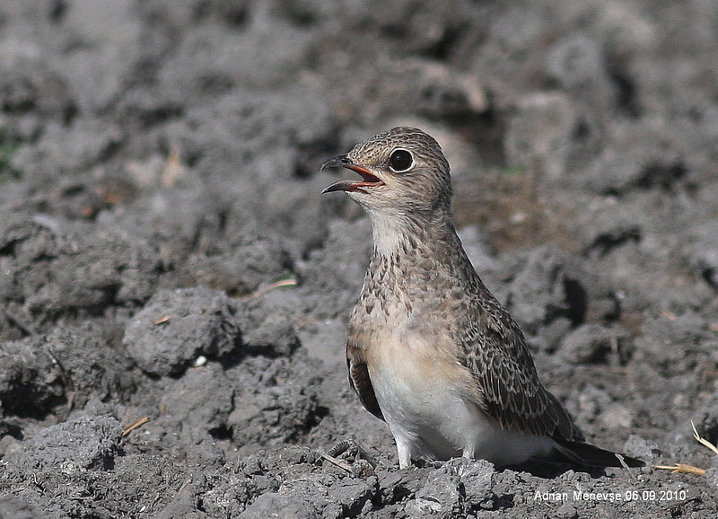 Collared Pratincole