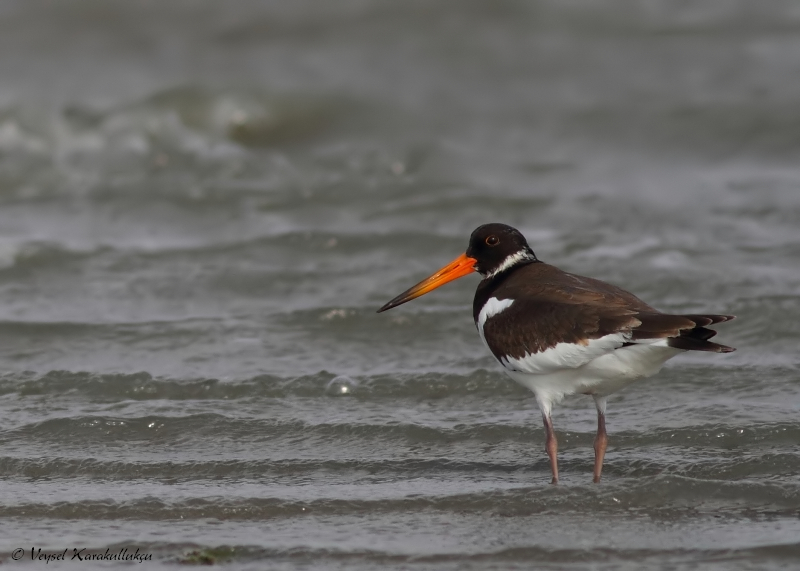 Eurasian Oystercatcher