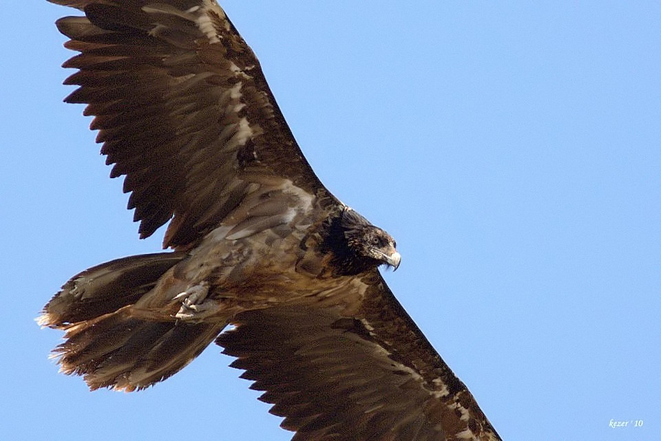 Bearded Vulture