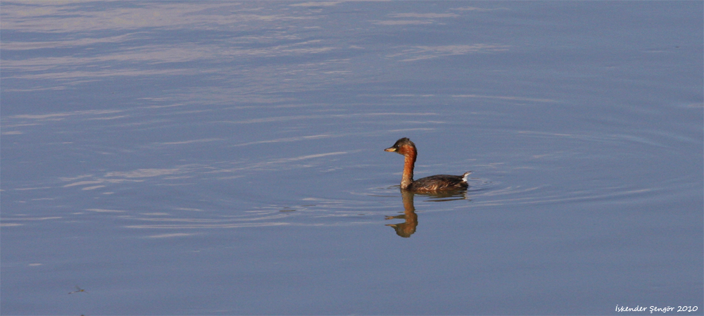 Little Grebe