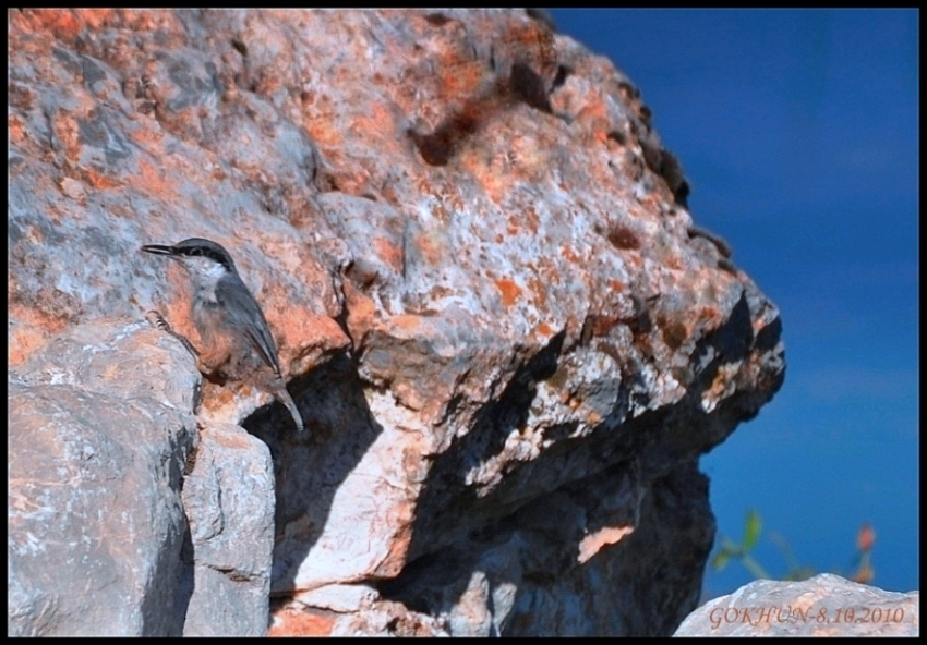 Western Rock Nuthatch