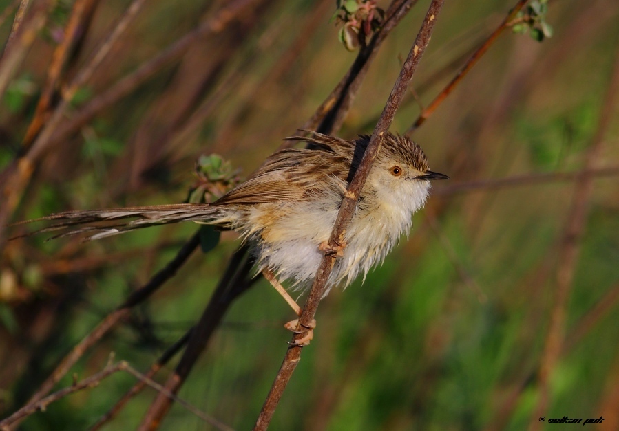 Delicate Prinia