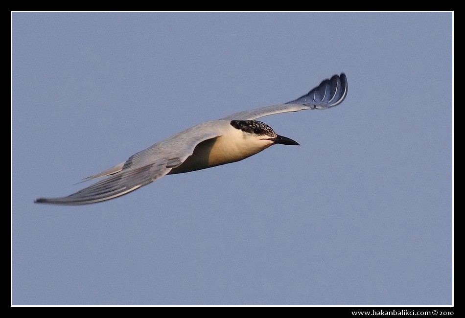 Gull-billed Tern