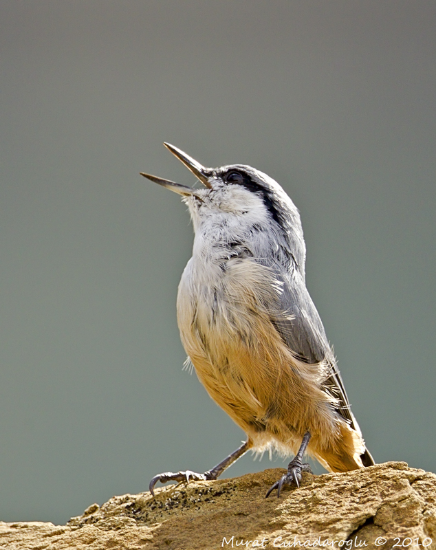 Western Rock Nuthatch
