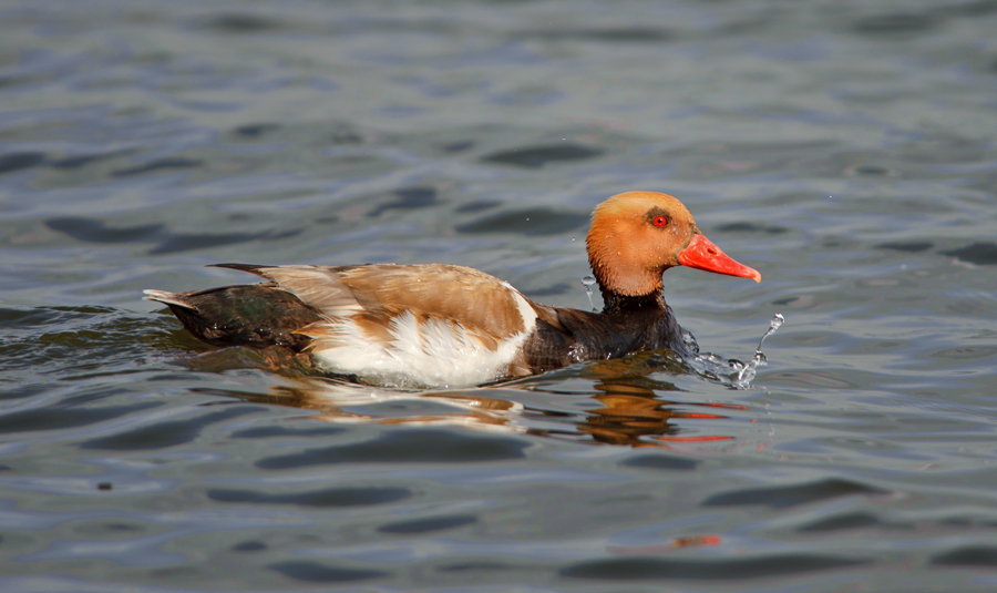 Red-crested Pochard