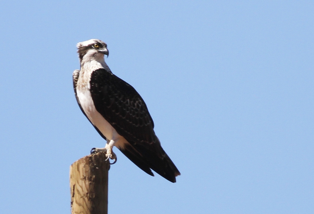 Osprey