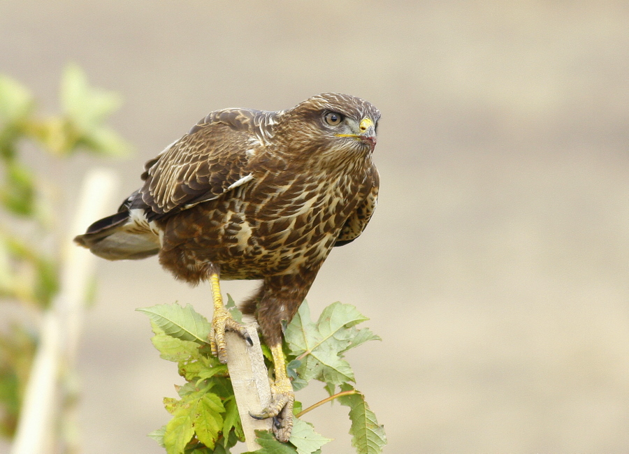 Common Buzzard