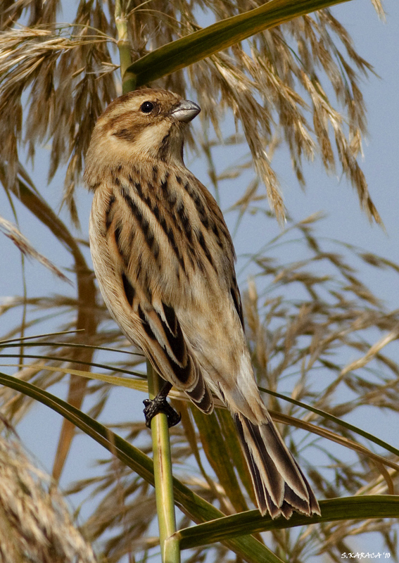 Common Reed Bunting
