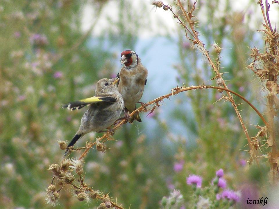 European Goldfinch