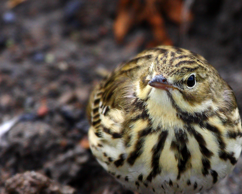 Meadow Pipit