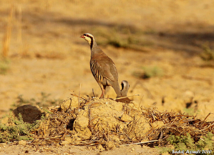 Chukar Partridge