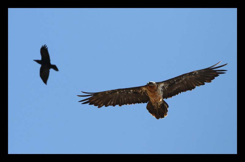 Bearded Vulture