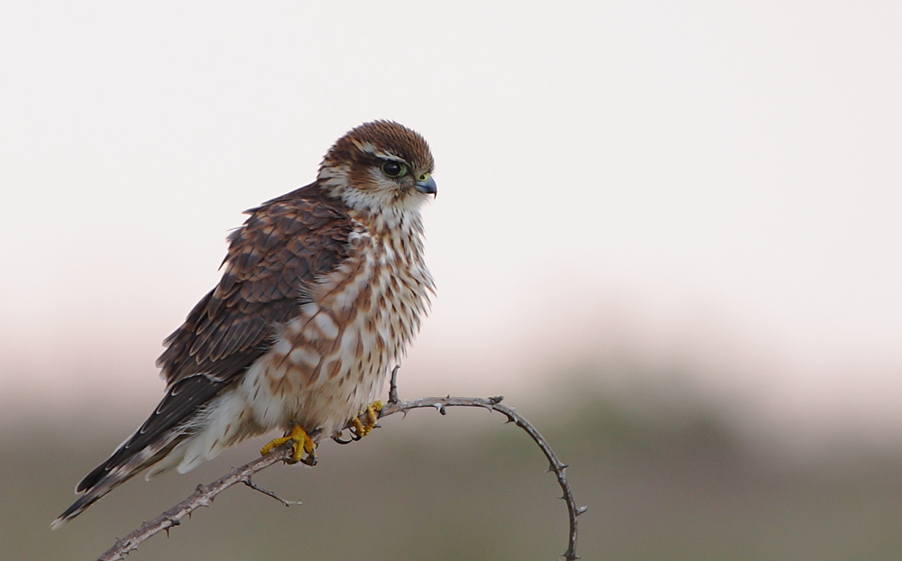 Merlin