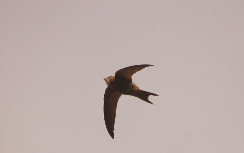 Pallid Swift