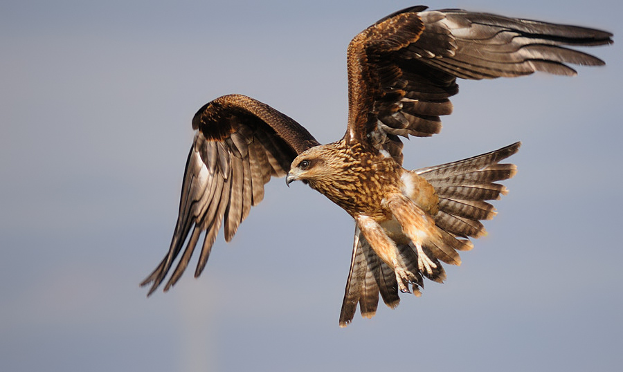 Black Kite