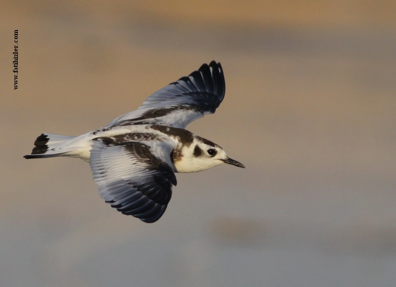 Little Gull