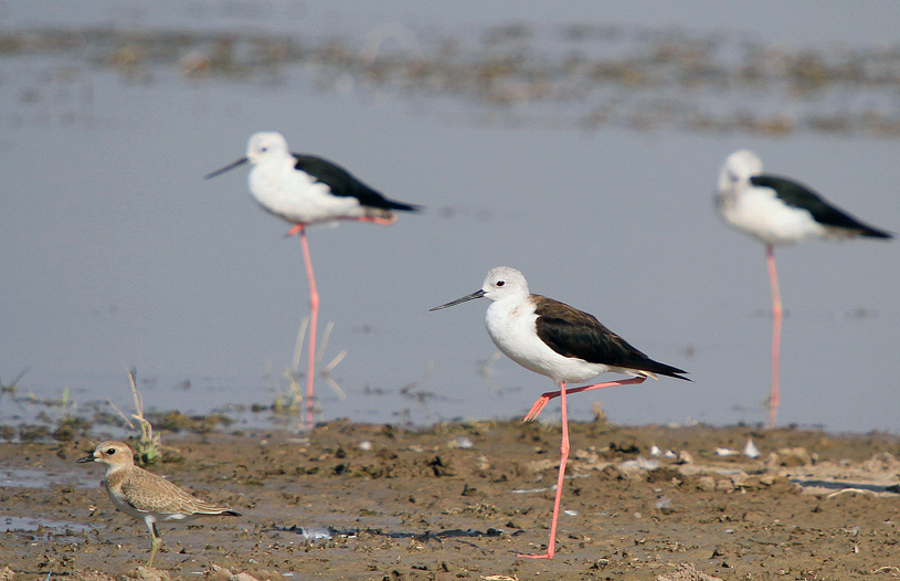Greater Sand Plover
