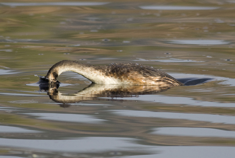 Great Crested Grebe