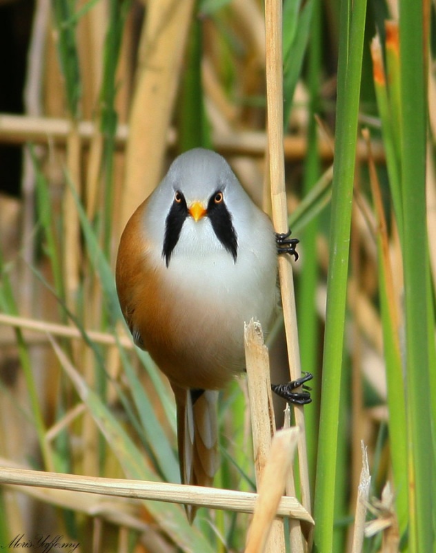 Bearded Reedling