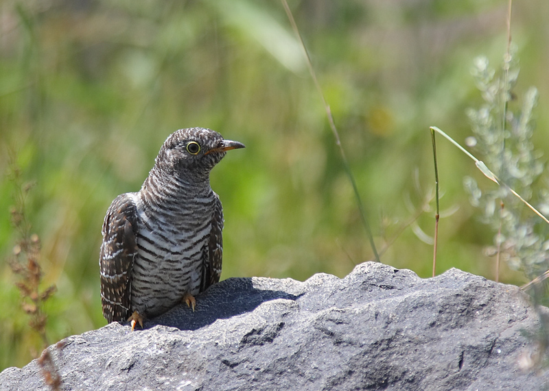 Common Cuckoo