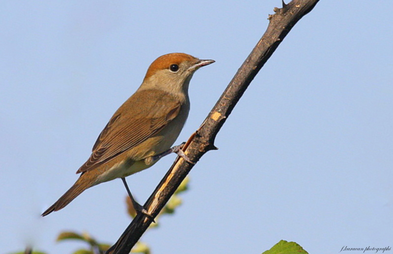 Eurasian Blackcap