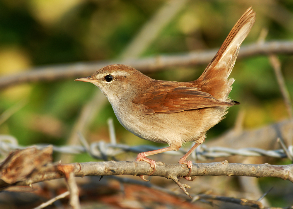 Cetti`s Warbler