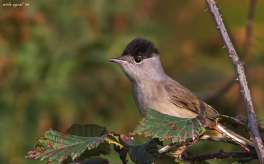Eurasian Blackcap