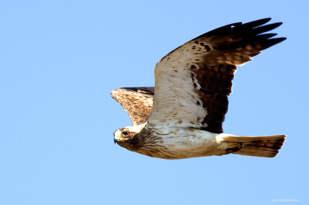 Booted Eagle
