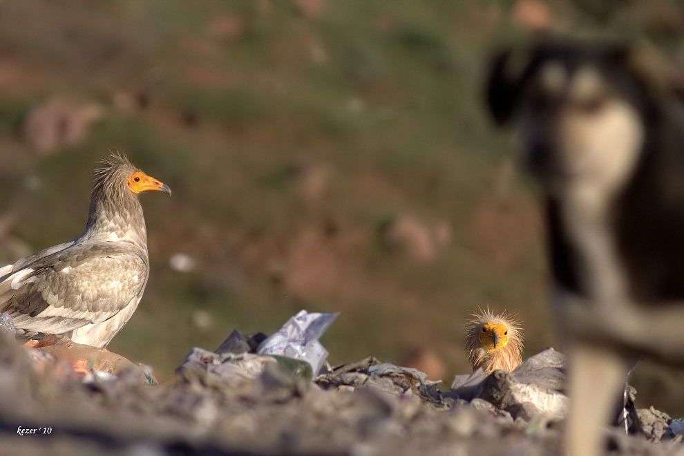 Egyptian Vulture