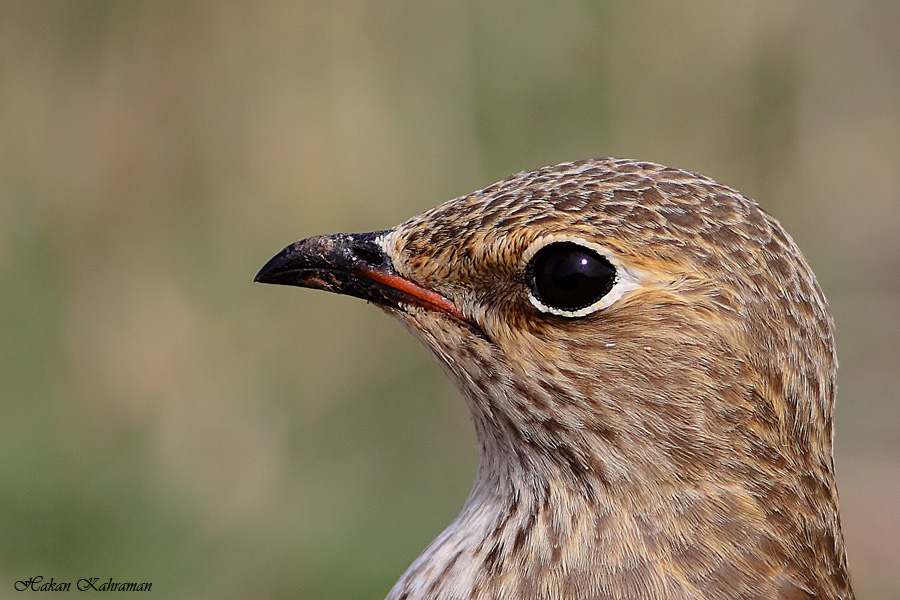 Black-winged Pratincole