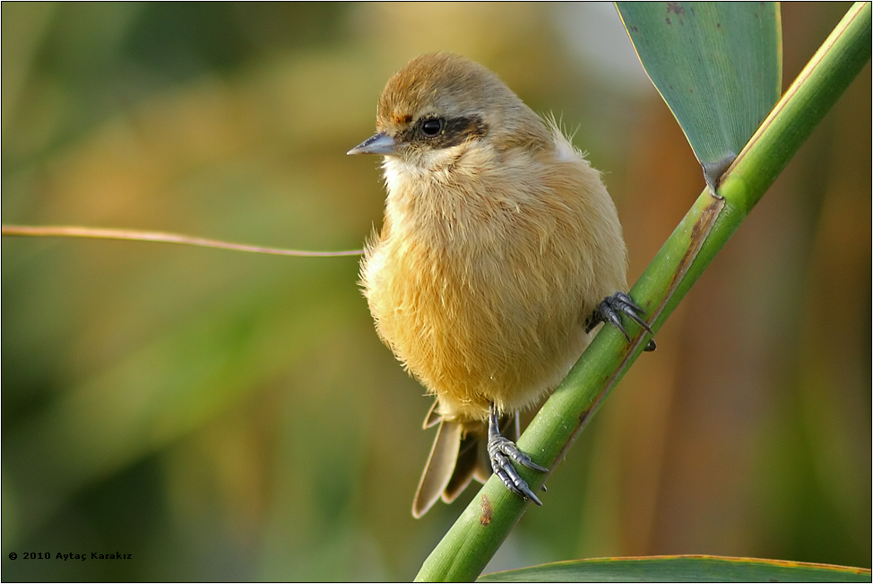 Eurasian Penduline Tit