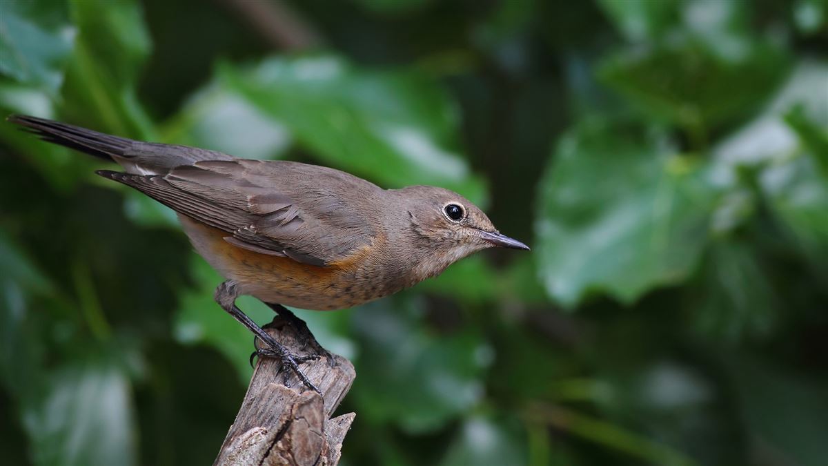 White-throated Robin