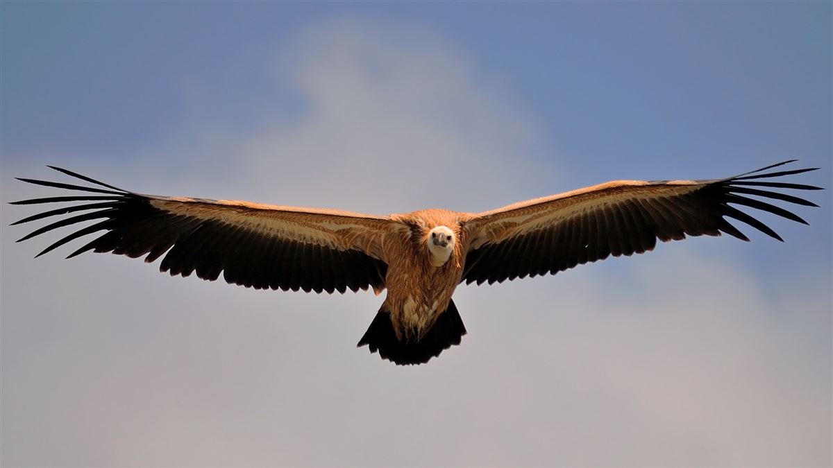 Griffon Vulture
