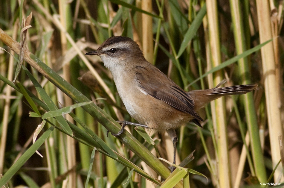 Moustached Warbler