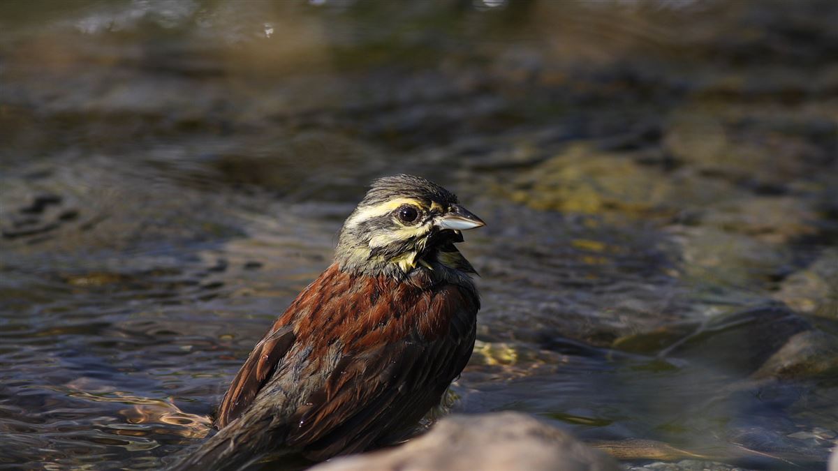 Cirl Bunting