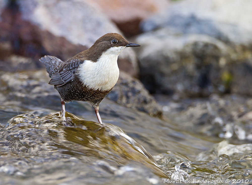 White-throated Dipper