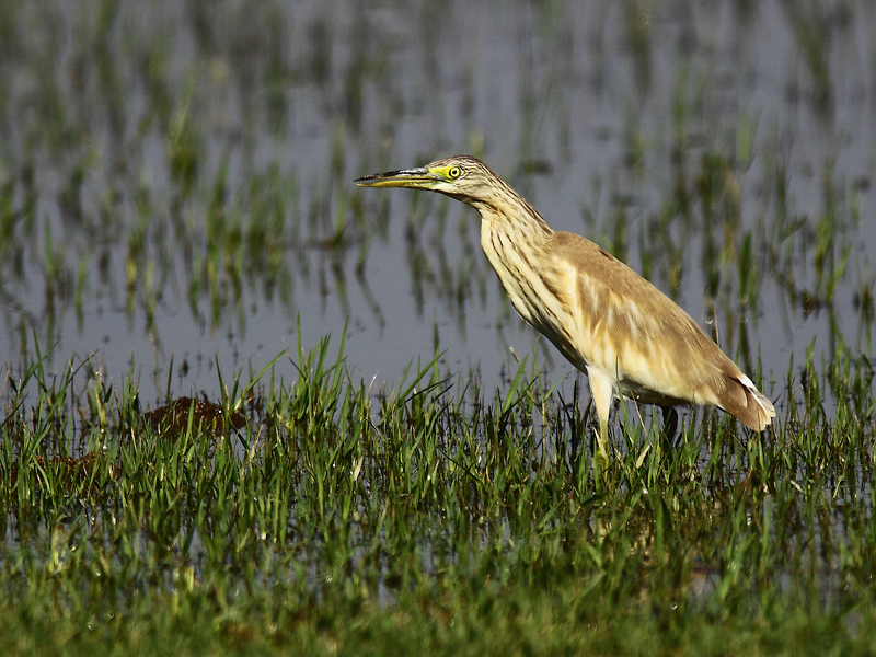 Squacco Heron