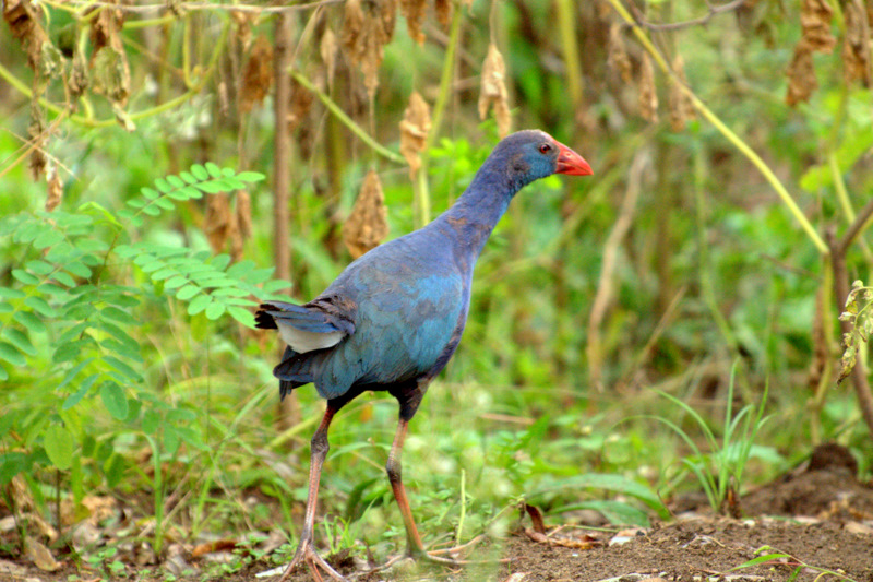 Grey-headed Swamphen