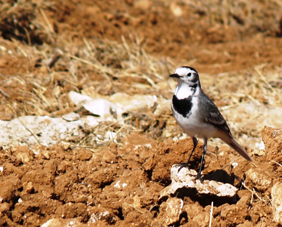 White Wagtail