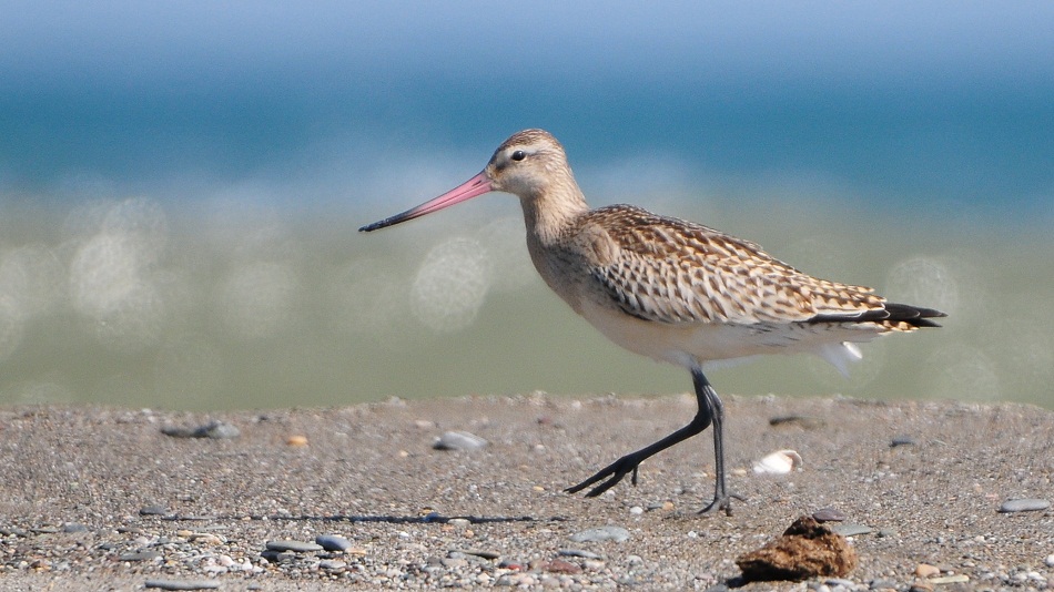 Bar-tailed Godwit