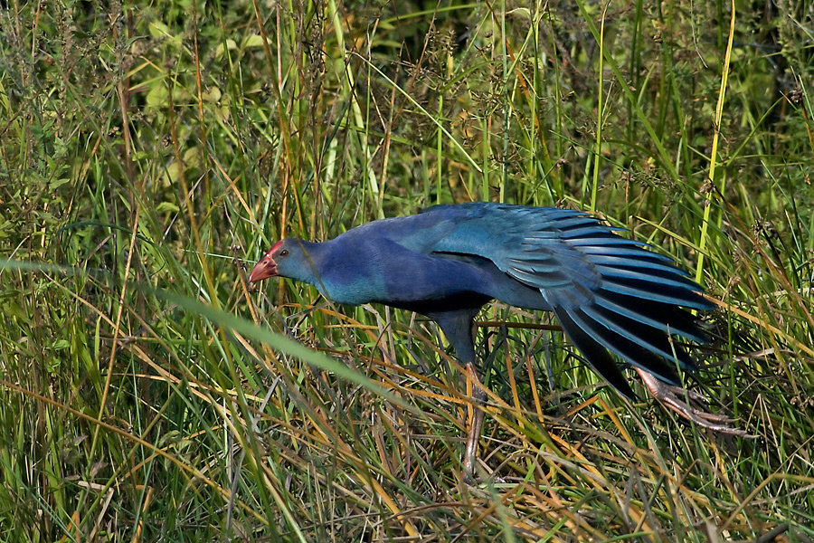 Grey-headed Swamphen