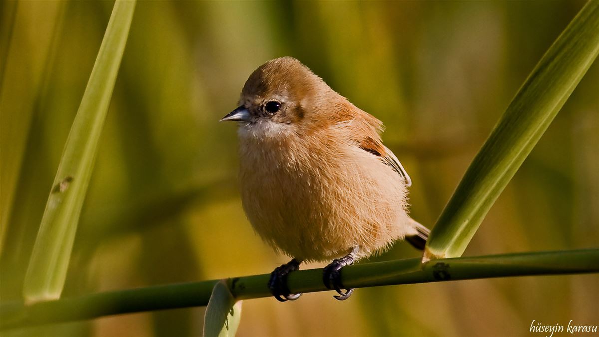 Eurasian Penduline Tit
