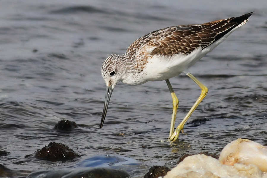 Common Greenshank