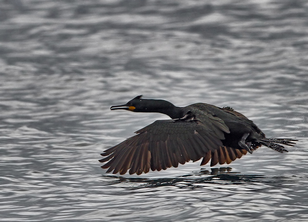 European Shag