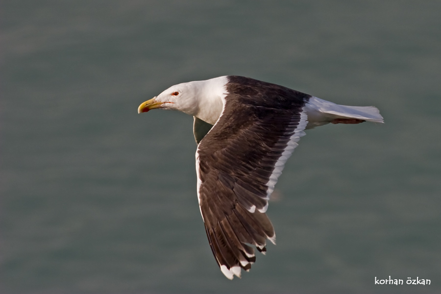 Great Black-backed Gull