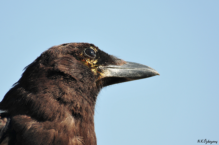 Eurasian Magpie
