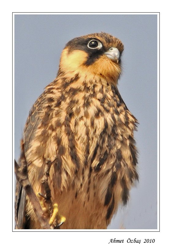 Eurasian Hobby