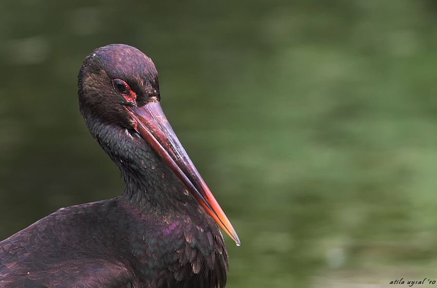 Black Stork